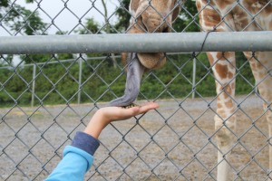 GiraffeFeeding