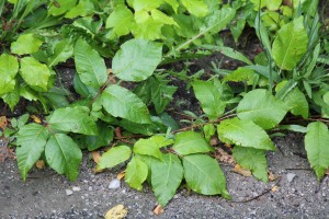 PoisonIvy