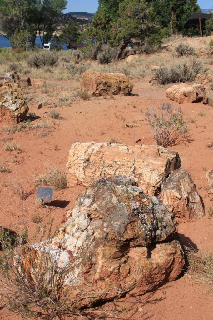 PetrifiedWood